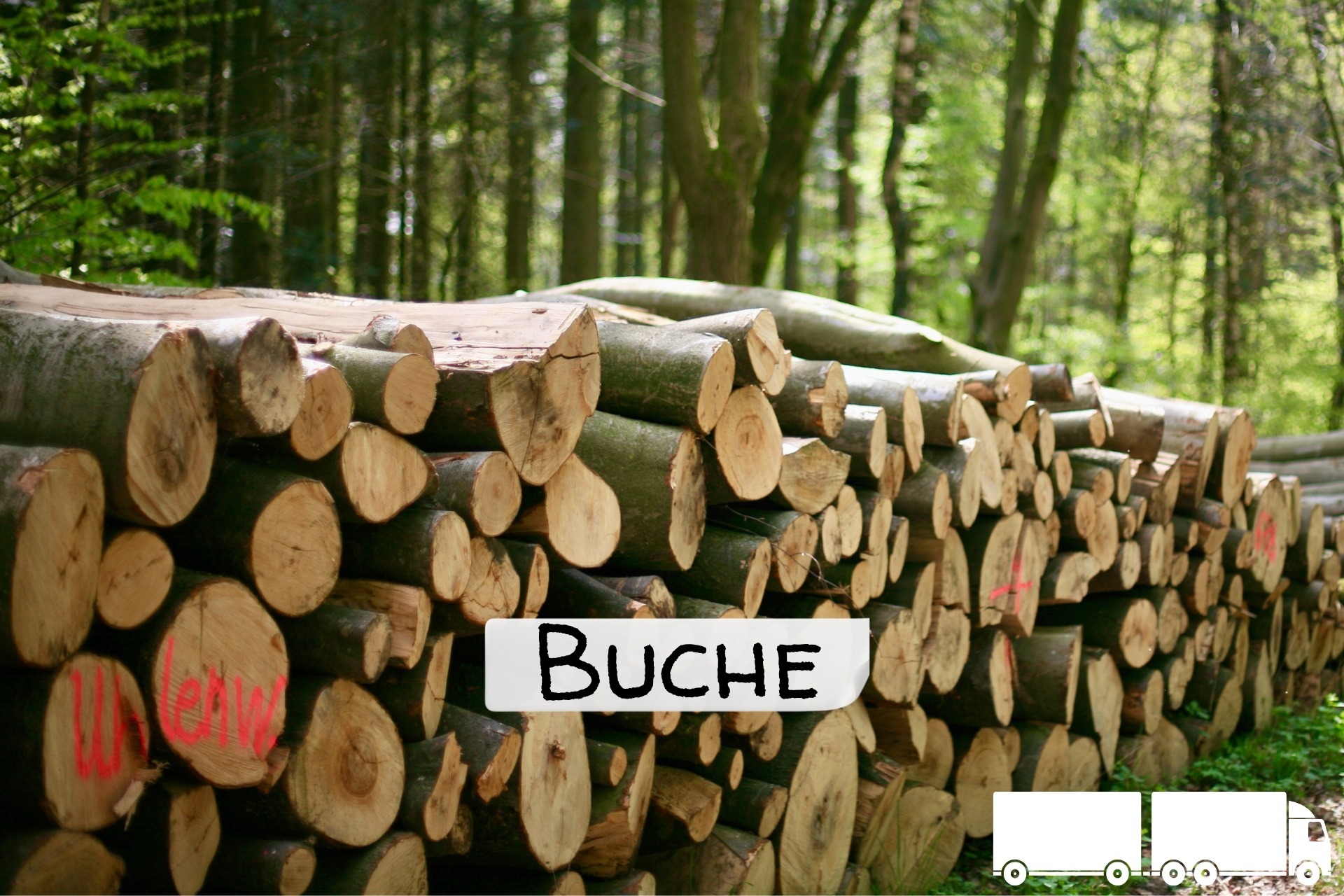 Buchen-Stammholz – 20 RM (Halb-LKW) / 40 RM (Komplett-LKW)